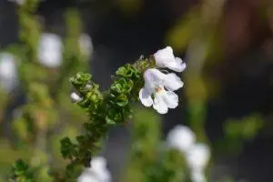 Alpine Mint Bush – BUSH cvjetna esencija