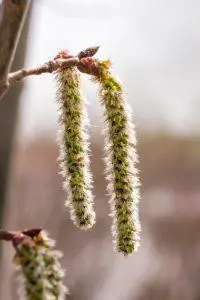 Aspen – Bachova esencija