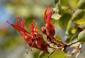 Bauhinia – BUSH cvjetna esencija