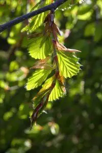 Beech (Bukva) – Bachova esencija