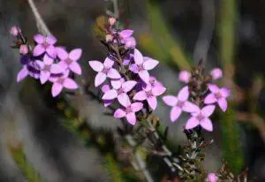 Boronia – BUSH cvjetna esencija
