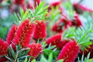 Bottlebrush – BUSH cvjetna esencija
