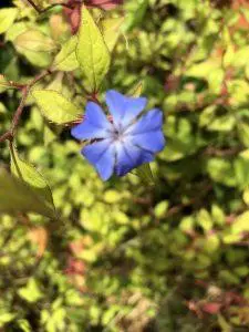 Cerato – Bachova esencija