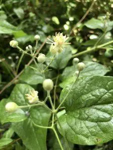 Clematis – Bachova esencija