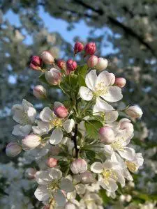 Crab Apple – Bachova esencija