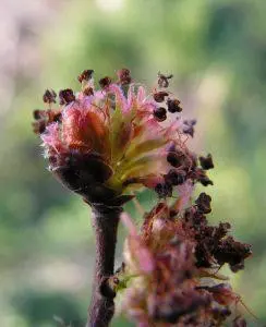 Elm – Bachova esencija