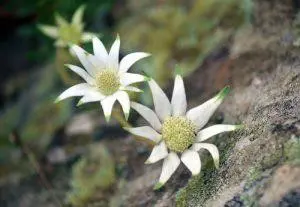 Flannel Flower – BUSH cvjetna esencija