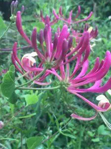 Honeysuckle – Bachova esencija