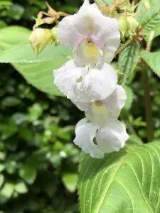 Impatiens – Bachova esencija