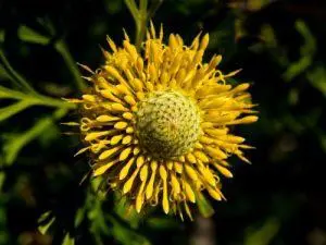 Isopogon – BUSH cvjetna esencija