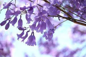 Jacaranda – BUSH cvjetna esencija