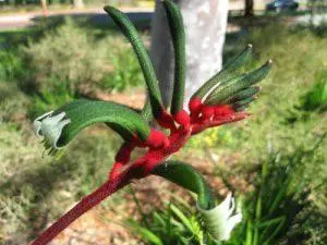Kangaroo Paw – BUSH cvjetna esencija