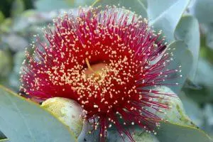 Macrocarpa – BUSH cvjetna esencija