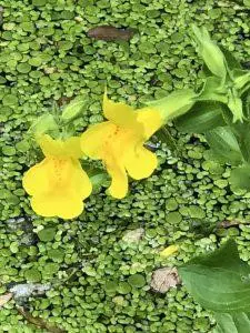 Mimulus – Bachova esencija