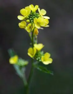 Mustard (Gorušica) – Bachova esencija