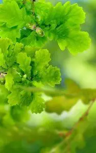 Oak (Hrast) – Bachova esencija