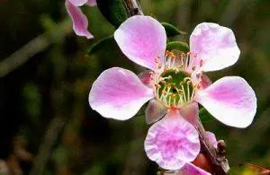 Peach-Flowered Tea-Tree – BUSH cvjetna esencija