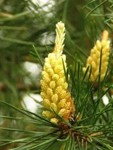 Pine (Bor) – Bachova esencija