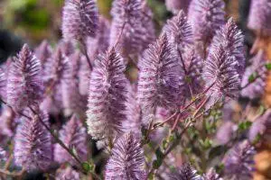 Pink Mulla Mulla – BUSH cvjetna esencija