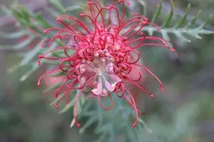 Red Grevillea – BUSH cvjetna esencija