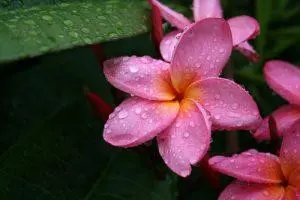 Red Suva Frangipani – BUSH cvjetna esencija