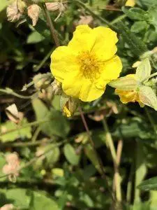 Rock Rose – Bachova esencija