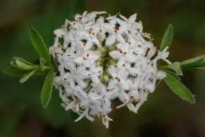 Slender Rice Flower – BUSH cvjetna esencija