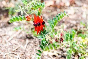 Sturt Desert Pea – BUSH cvjetna esencija