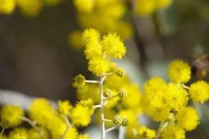 Sunshine Wattle – BUSH cvjetna esencija