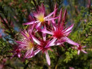 Turkey Bush – BUSH cvjetna esencija