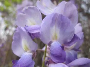 Wisteria – BUSH cvjetna esencija
